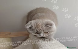 Scottish gatti in vendita: Cucciola Scottish Fold  a Villafranca di Verona - Immagine 6