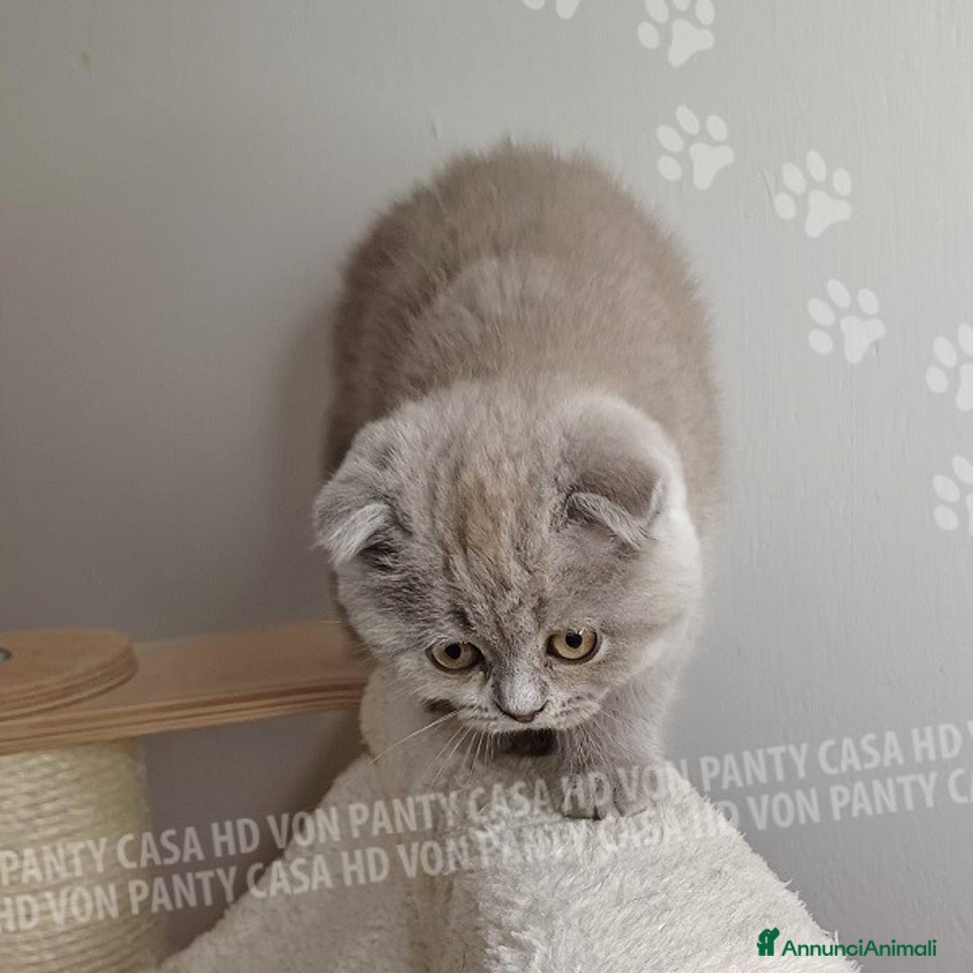 Scottish gatti in vendita: Cucciola Scottish Fold  a Villafranca di Verona - Immagine 6