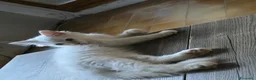 Siberiano gatti in vendita: Neva masquerada Red tabby whaite a Provincia di Arezzo - Annuncio 4