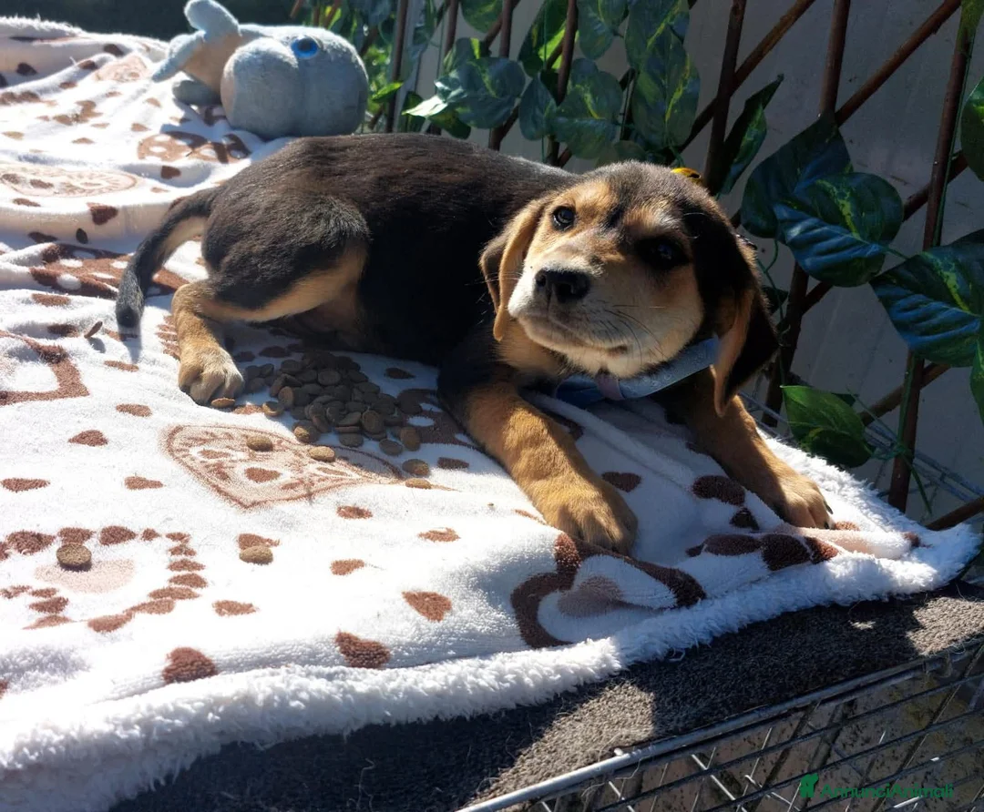 Meticcio cani in regalo: Piccola Denise, dolcezza di 8 chili  - Annuncio 5