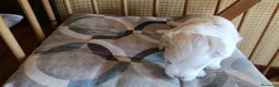 Maltese cani in vendita: Cuccioli mamtesi a Provincia di Cuneo - Annuncio 3