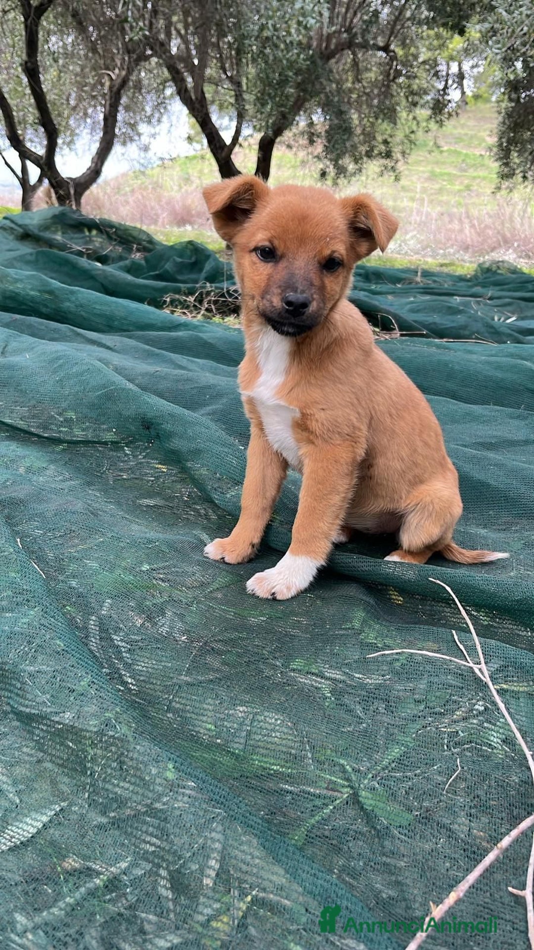Meticcio cani in regalo: Caffè - Annuncio 1