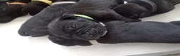 Cane Corso cani in vendita: Cuccioli Cane Corso - Annuncio 3