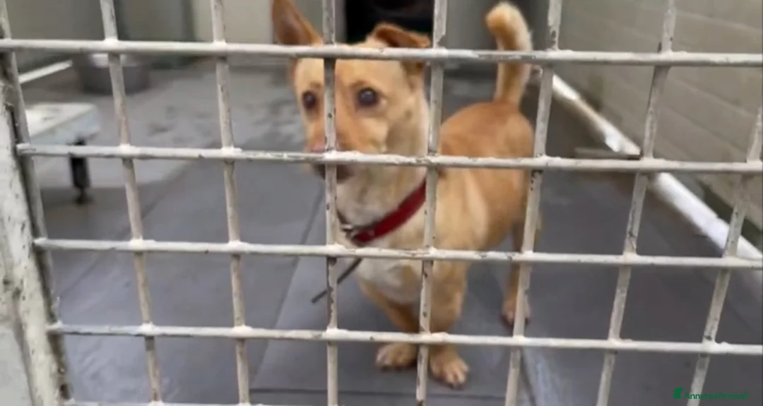 Meticcio cani in regalo: Ernesto: dolce monello taglia piccola  - Annuncio 10