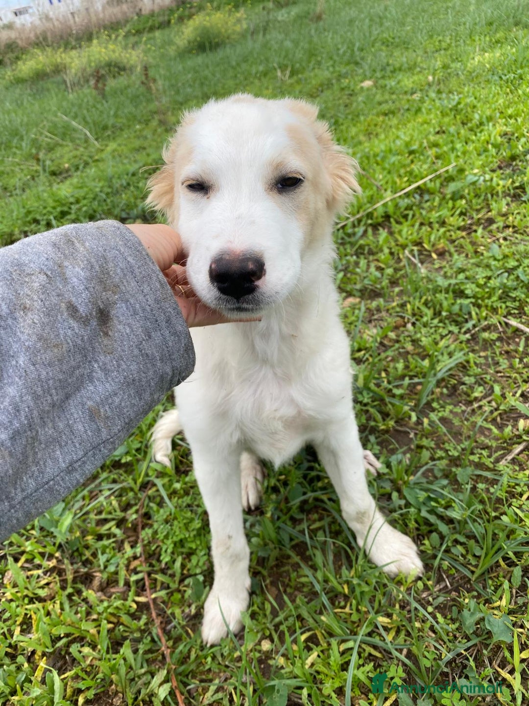 Meticcio cani in regalo: FUFFY  - Annuncio 2