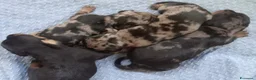 Bassotto cani in vendita: Cuccioli bassotti neri focato - Annuncio 2