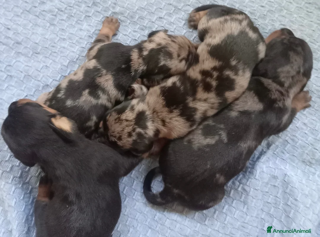 Bassotto cani in vendita: Cuccioli bassotti neri focato - Annuncio 2