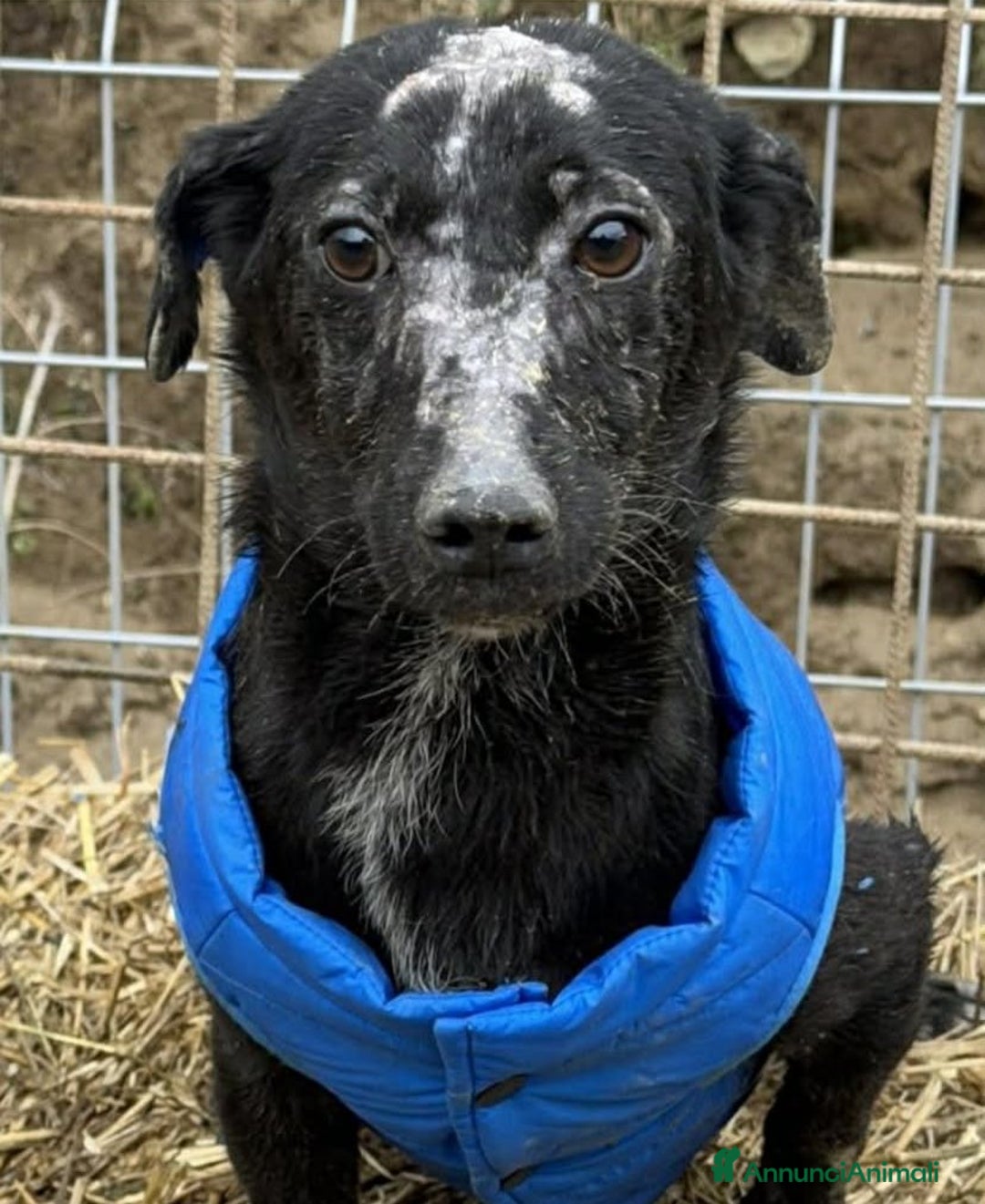 Meticcio cani in regalo: NOAH, dolce nanetto spennacchiato! Tg PICCOLA. - Annuncio 9