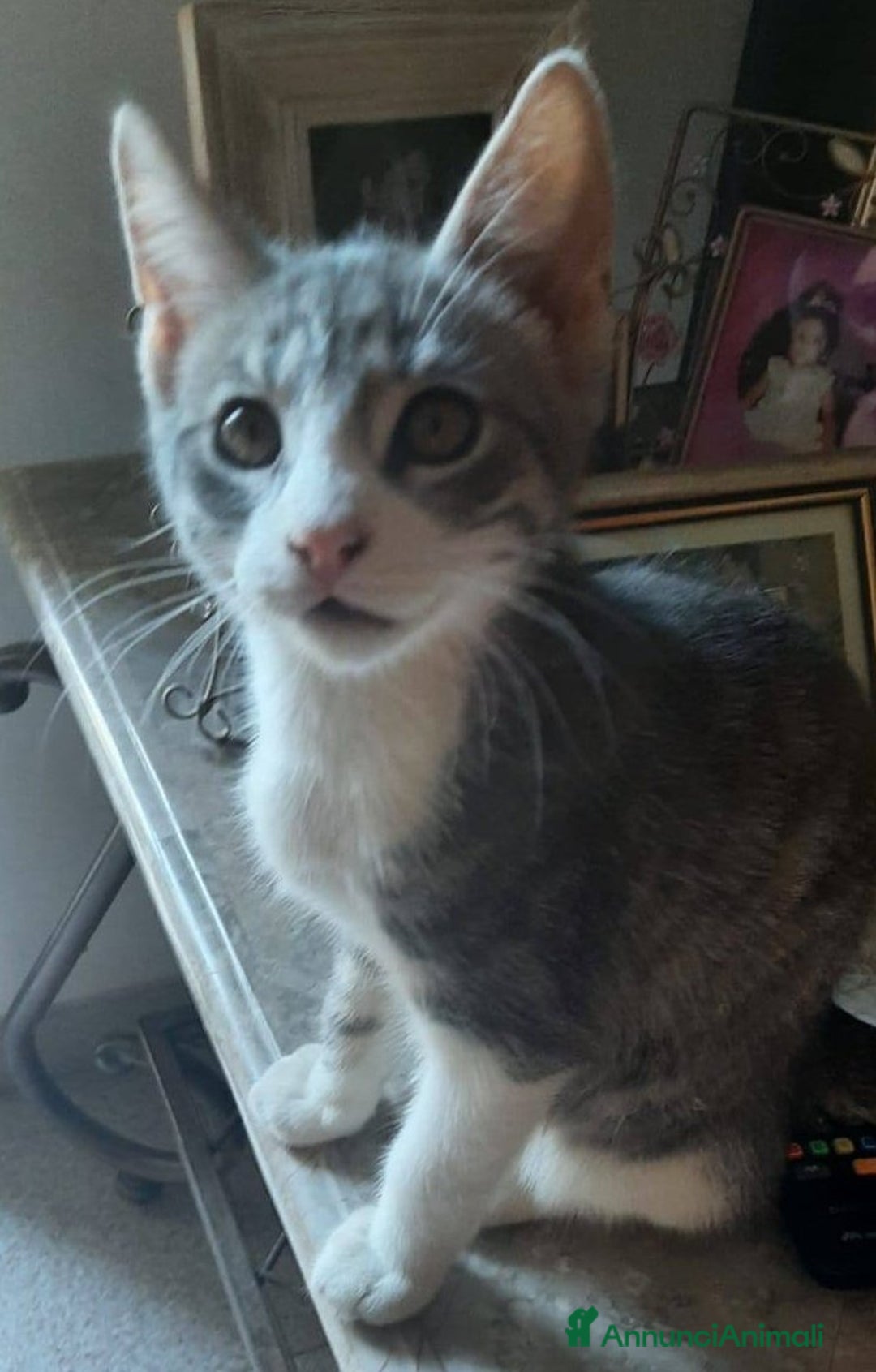 Europeo gatti in regalo: DENNY, adorabile gattino in adozione! - Annuncio 7