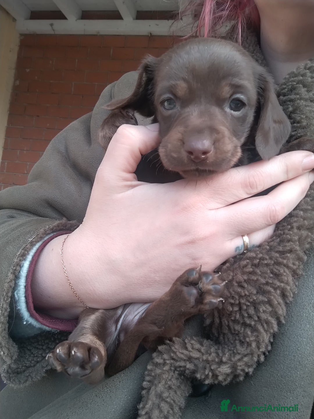 Bassotto cani in vendita: Cucciolo di bassotto a pelo raso - Annuncio 6