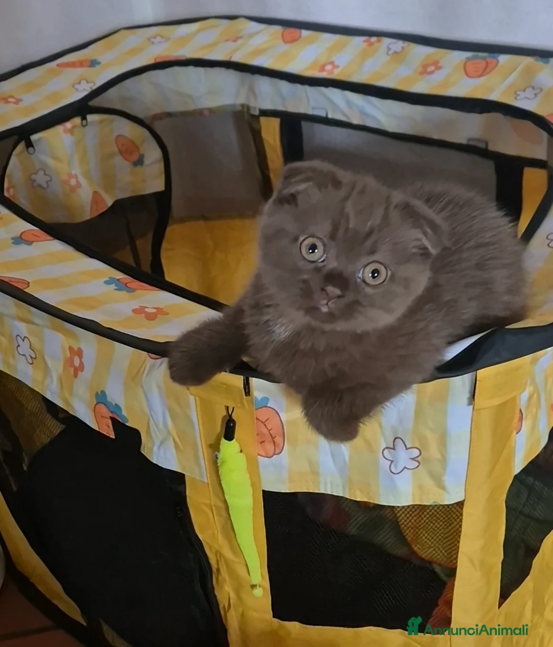 Scottish gatti in vendita: Scottish fold Chocolate tabby - Annuncio 2