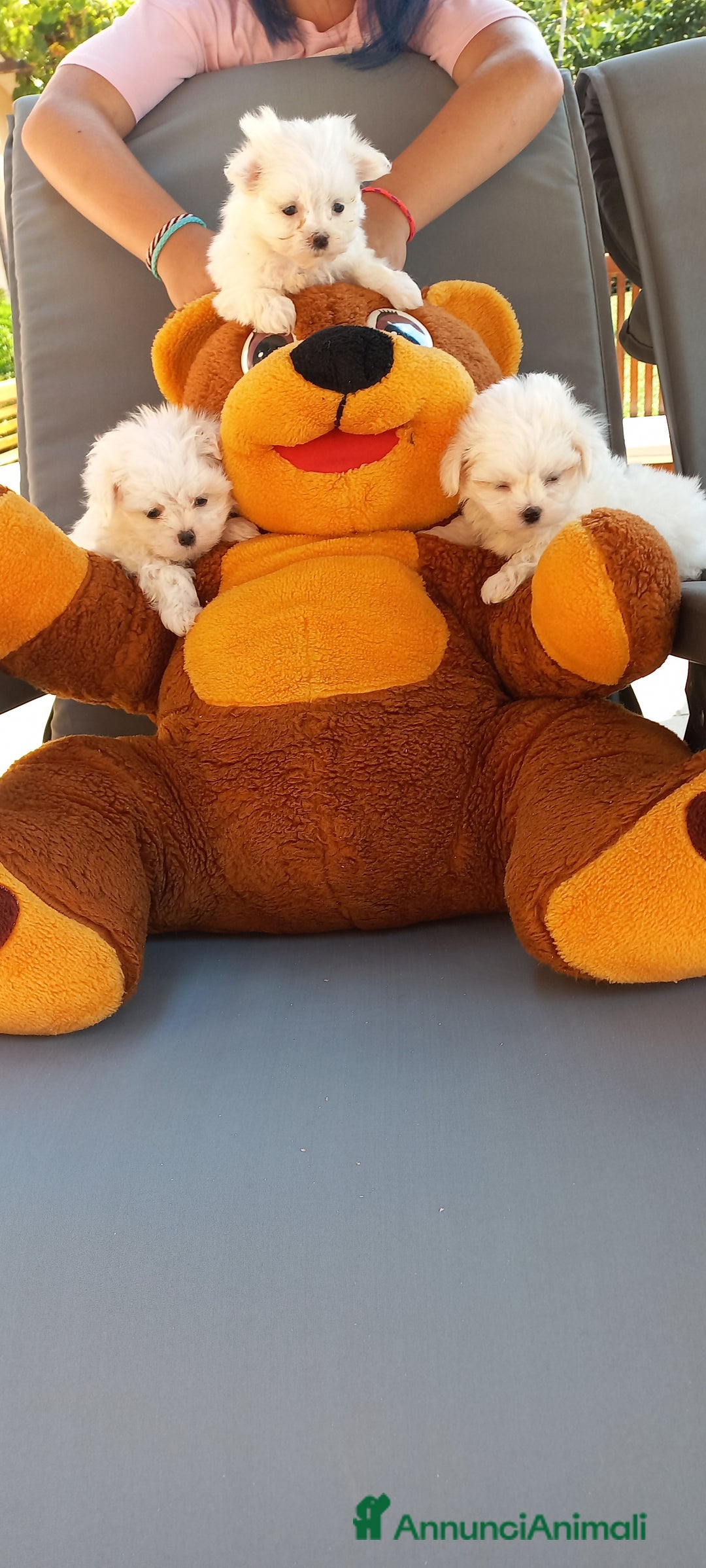 Maltese cani in vendita: CUCCIOLI DI RAZZA MALTESE  CON PEDIGREE ENCI - Annuncio 1