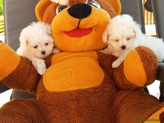 Maltese cani CUCCIOLI DI RAZZA MALTESE CON PEDIGREE ENCI - Annuncio 11