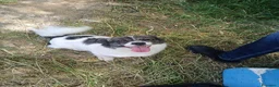 Meticcio cani in regalo: Lilo piccola taglia coccolone a Provincia di Padova - Annuncio 2
