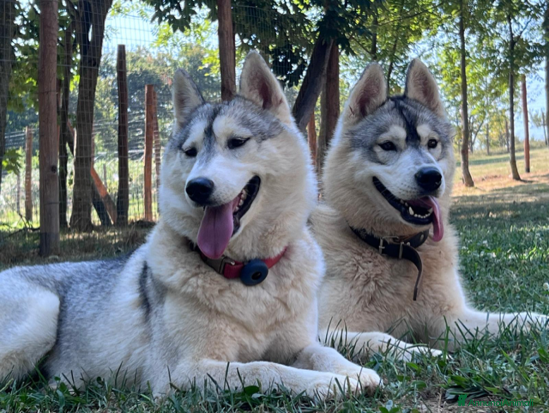 Husky cani in vendita: Bellissima cucciola di Siberian Husky a Provincia di Cuneo - Immagine 3