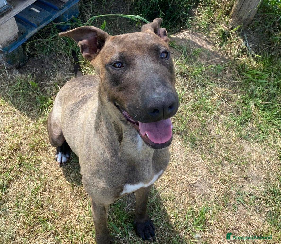 Pastore Belga cani MALI DOLCE PASTORE MALINOIS 💥 - Annuncio 1