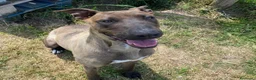 Pastore Belga cani in regalo: MALI DOLCE PASTORE MALINOIS 💥 - Annuncio 1
