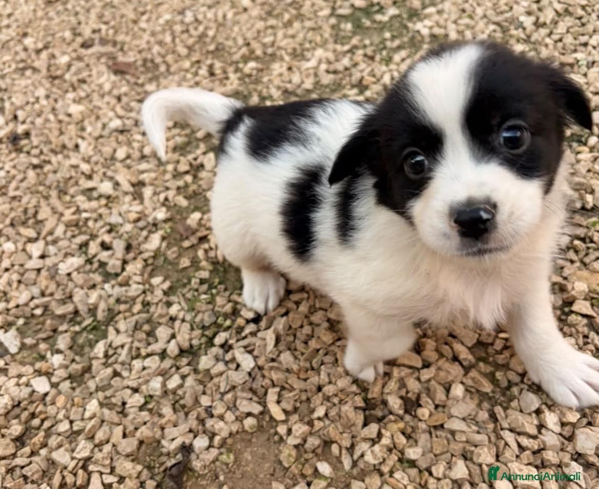 Meticcio cani IL PICCOLO DUPLO - Annuncio 35