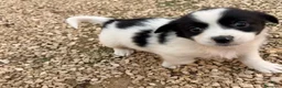 Meticcio cani in regalo: IL PICCOLO DUPLO - Annuncio 1