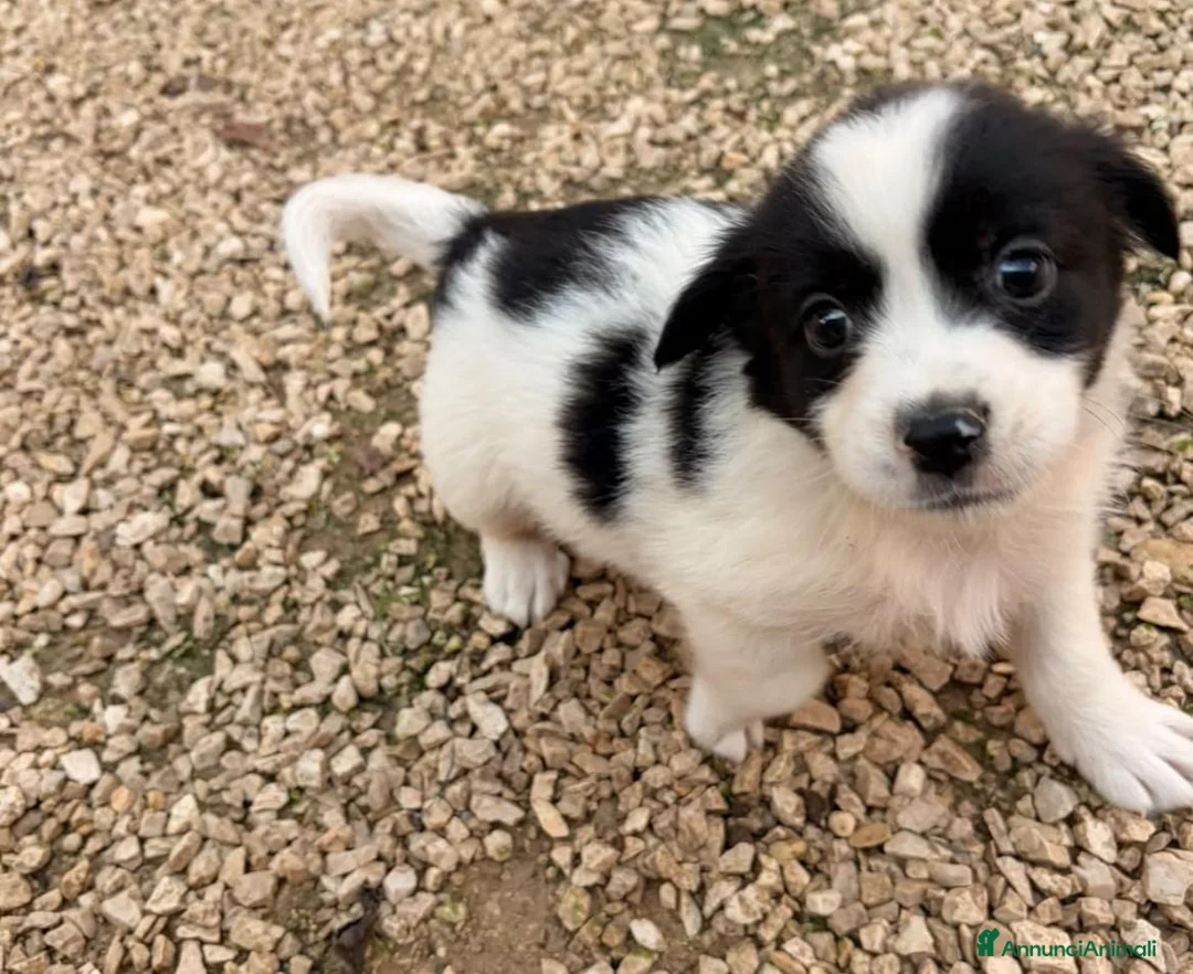 Meticcio cani in regalo: IL PICCOLO DUPLO - Annuncio 1