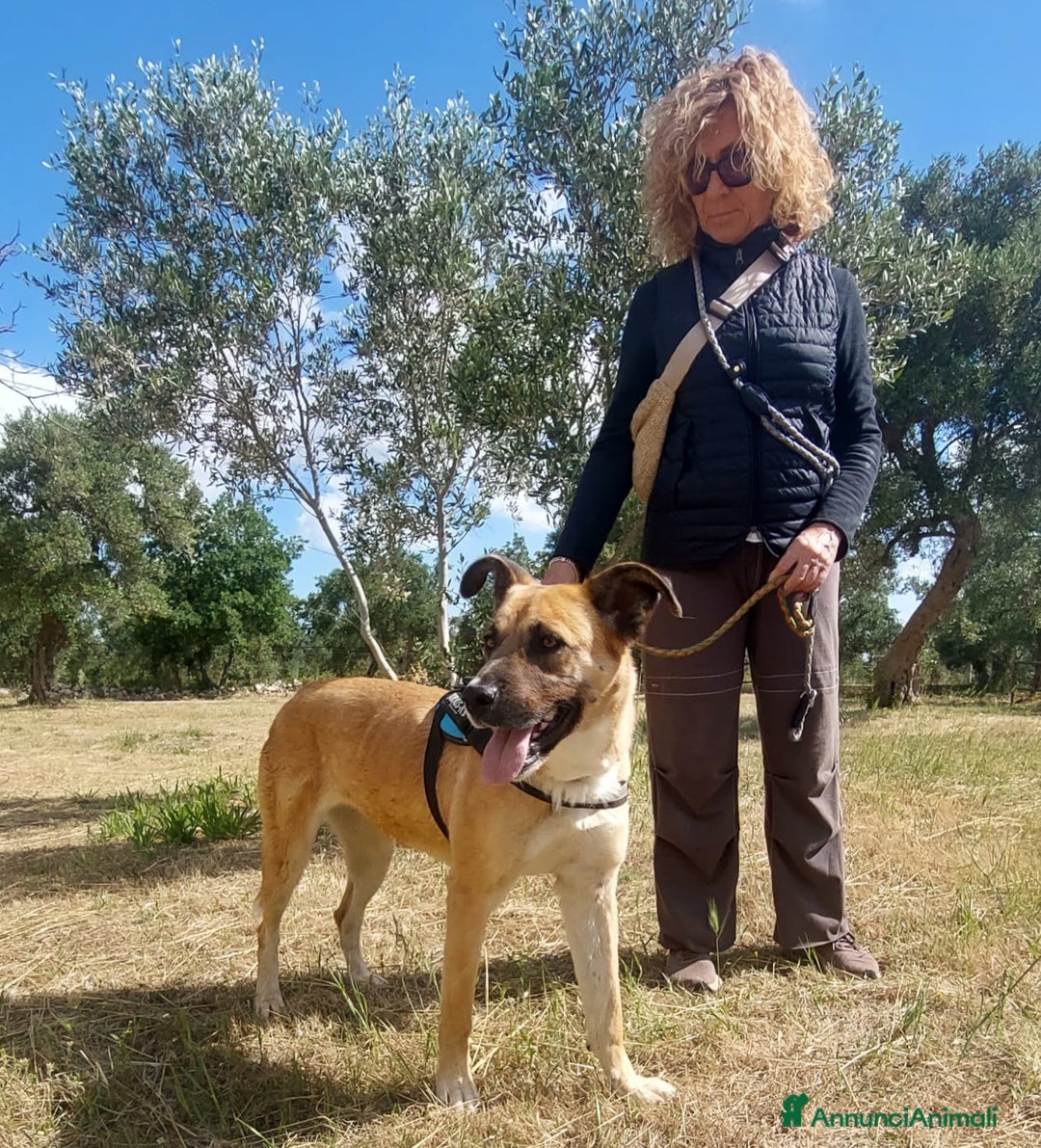 Meticcio cani in regalo: Pita, un gioiello in canile a Città Metropolitana di Bari - Annuncio 4