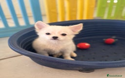 Chihuahua cani in vendita: Ultimo cucciolo chihuahua maschio pelo lungo a Provincia di Foggia - Immagine 2