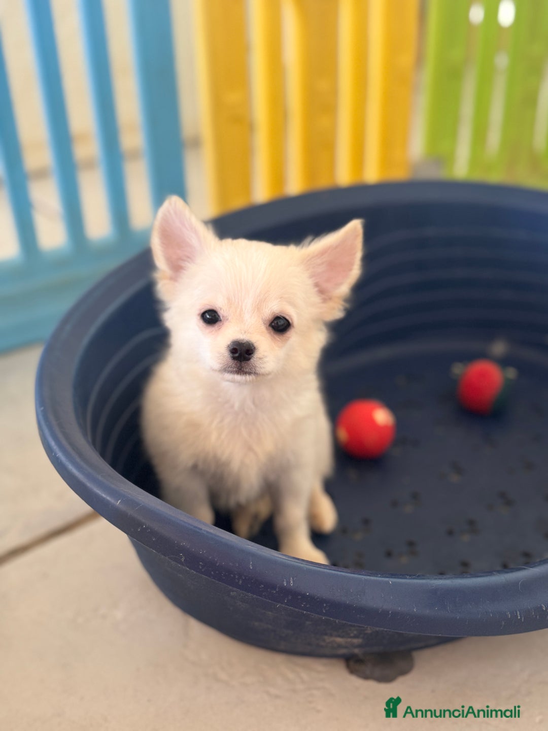 Chihuahua cani in vendita: Ultimo cucciolo chihuahua maschio pelo lungo a Provincia di Foggia - Immagine 2