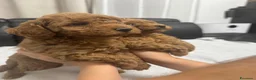 Barboncino cani in vendita: Barboncino  con Pedigree affare - Annuncio 6