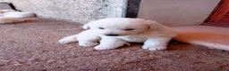 Pastore Abbruzzese Maremmano cani in regalo: Cuccioli di pastore maremmano a Città metropolitana di Sassari - Annuncio 7