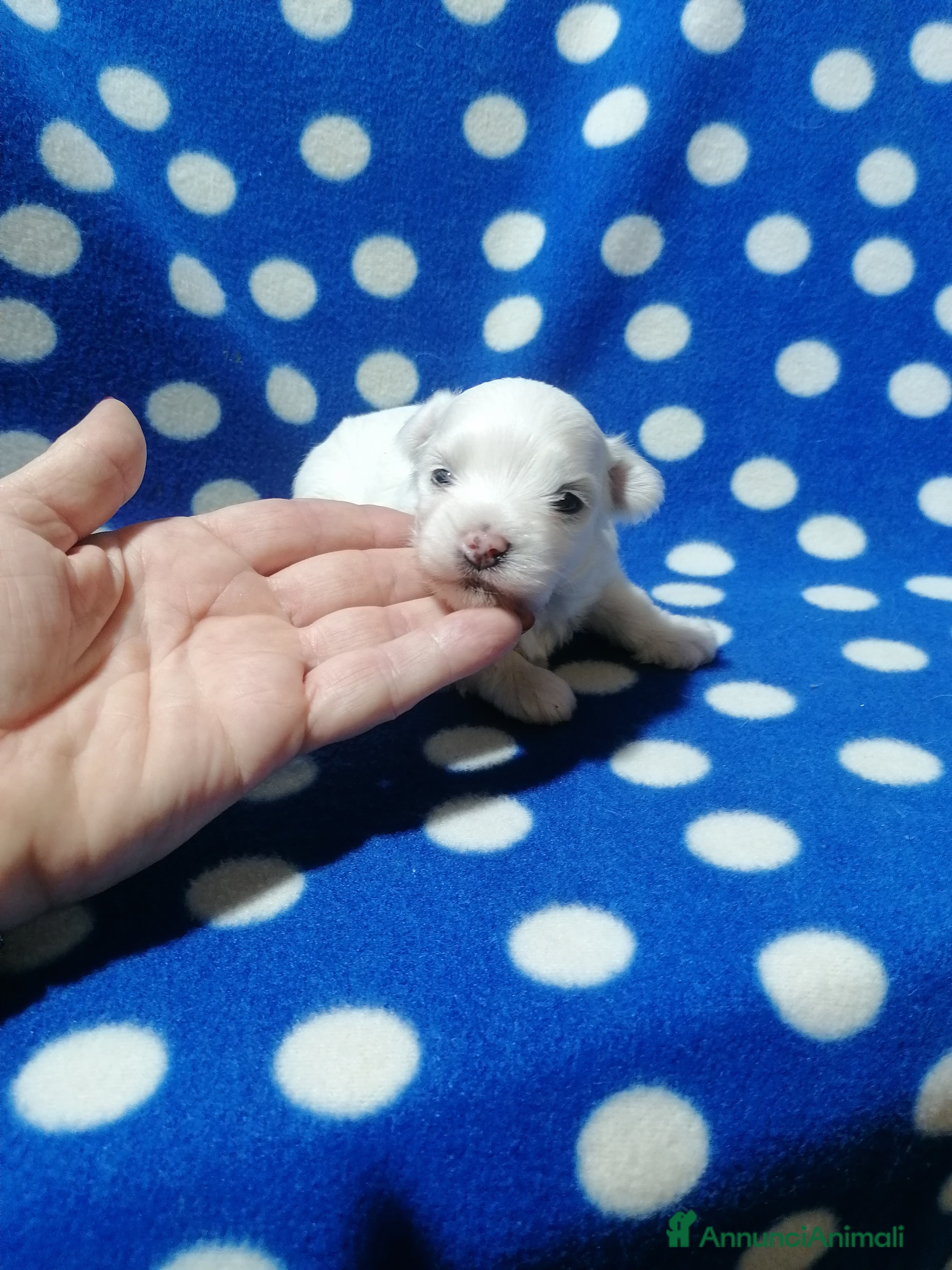 Maltese cani Maltese cuccioli - Annuncio 3