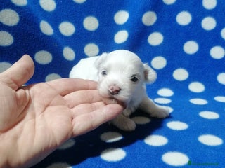 Maltese cani Maltese cuccioli - Annuncio 3