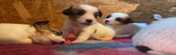 Jack Russell cani in vendita: Jack Russell terrier pelo ruvido  - Annuncio 5