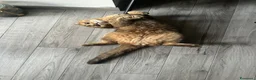 Scottish gatti per accoppiamento: Tito cerca fidanzata  a Città Metropolitana di Genova - Annuncio 6