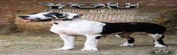 Alano cani in vendita: il tuo Alano Ora - paghi con comodo! - Annuncio 3