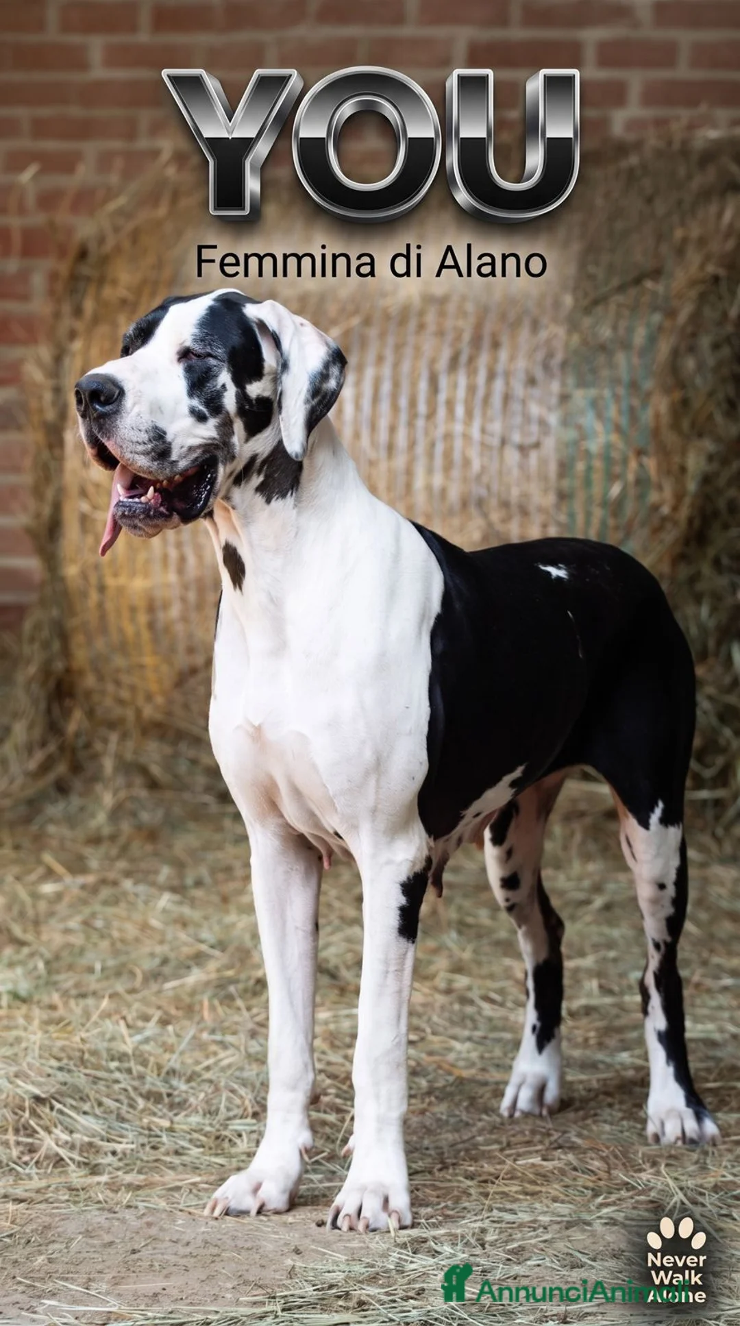 Alano cani in vendita: il tuo Alano Ora - paghi con comodo! - Annuncio 3