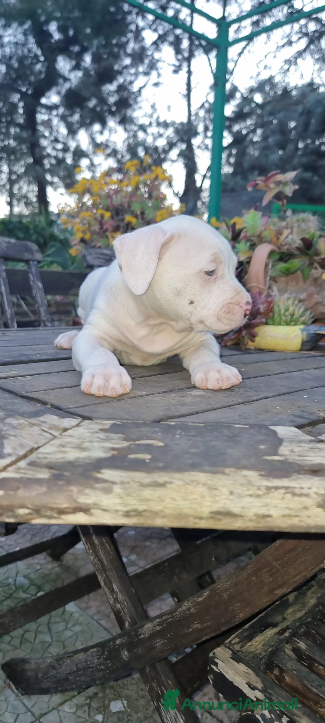American Staffordshire cani in vendita: Cucciolo Amstaff Bianco con pedigree Italia  - Annuncio 5