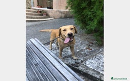 Labrador cani in regalo: Simil Labrador vive in 1piccolo recinto h24 sola! a Milano - Immagine 1