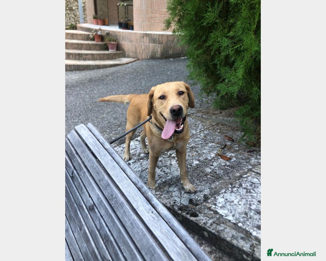 Labrador cani in regalo: Simil Labrador vive in 1piccolo recinto h24 sola! a Milano - Immagine 1