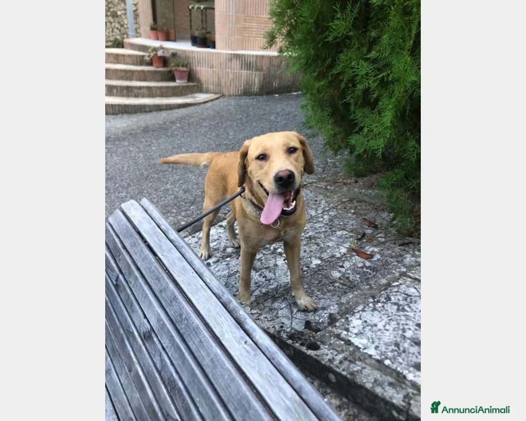 Labrador cani in regalo: Simil Labrador vive in 1piccolo recinto h24 sola! a Milano - Annuncio 1