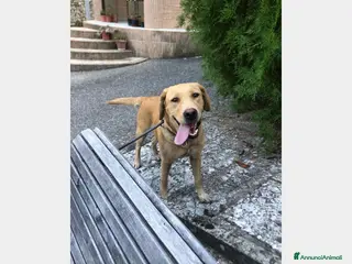 Labrador cani Simil Labrador vive in 1piccolo recinto h24 sola! a Milano - Annuncio 18