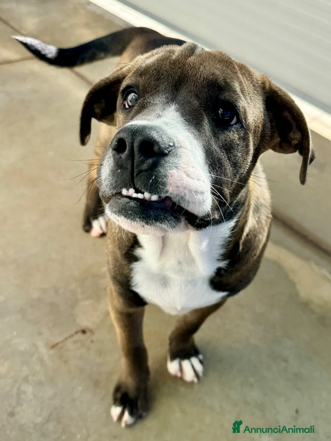 Cane Corso cani in regalo: SHIVA 5 mesi taglia gigante a Città metropolitana di Milano - Annuncio 3