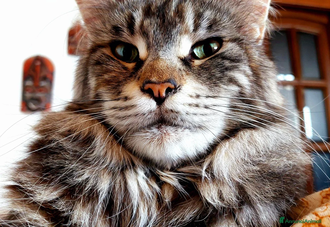Maine Coon gatti in vendita: Maine coon cucciole Tortie,Red, White - Annuncio 14