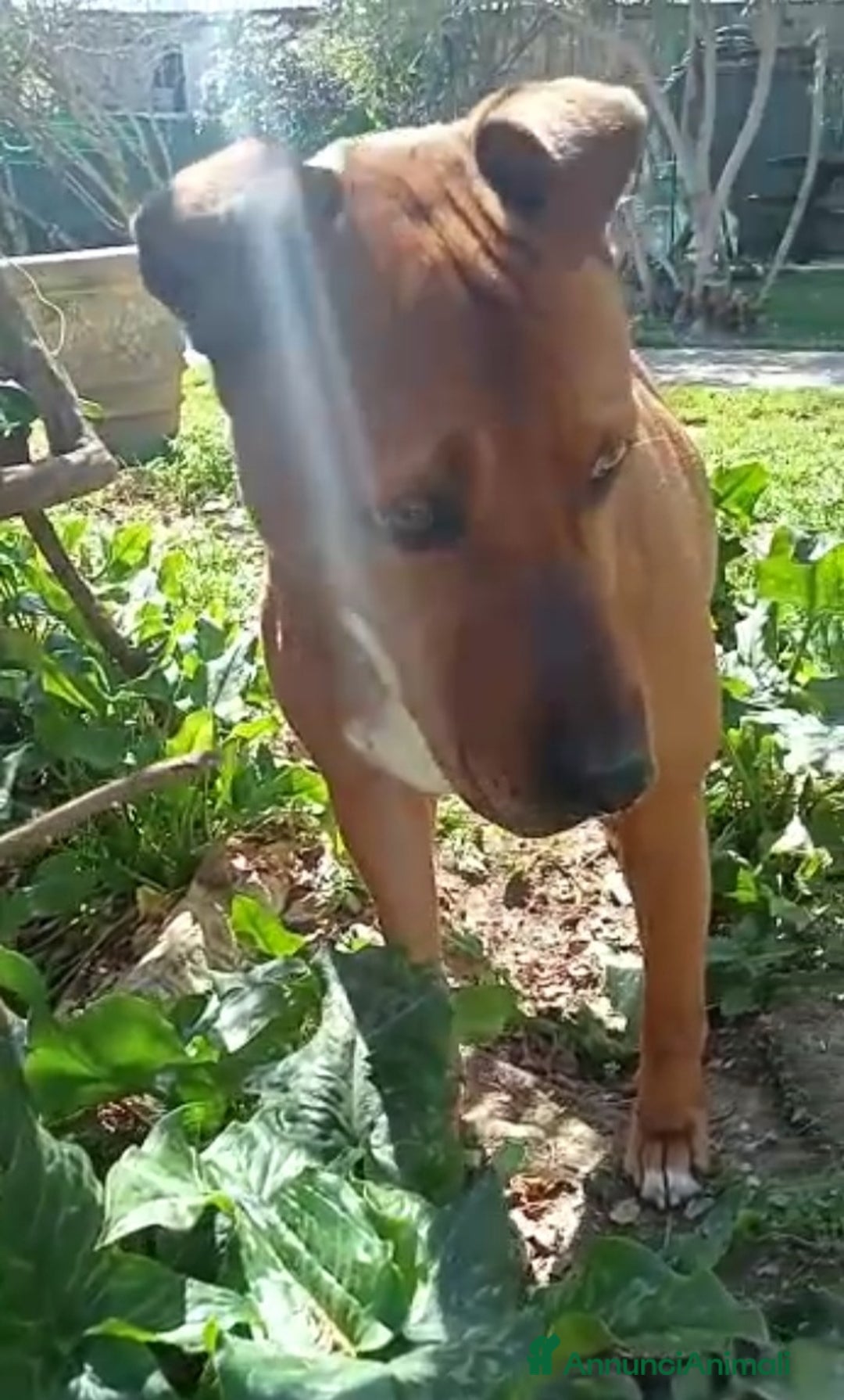 Meticcio cani in regalo: Ciro simil Pitbull 6anni aspetta ancora.LIVORNO a Città Metropolitana di Milano - Annuncio 1