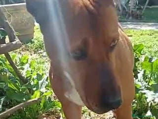 Meticcio cani Ciro simil Pitbull 6anni aspetta ancora.LIVORNO a Città Metropolitana di Milano - Annuncio 25