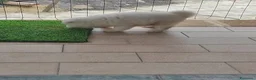 Volpino Pomerania cani in vendita: Volpino pomeriana - Annuncio 4