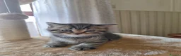 British gatti in vendita: British shorthair  a Città metropolitana di Milano - Annuncio 5