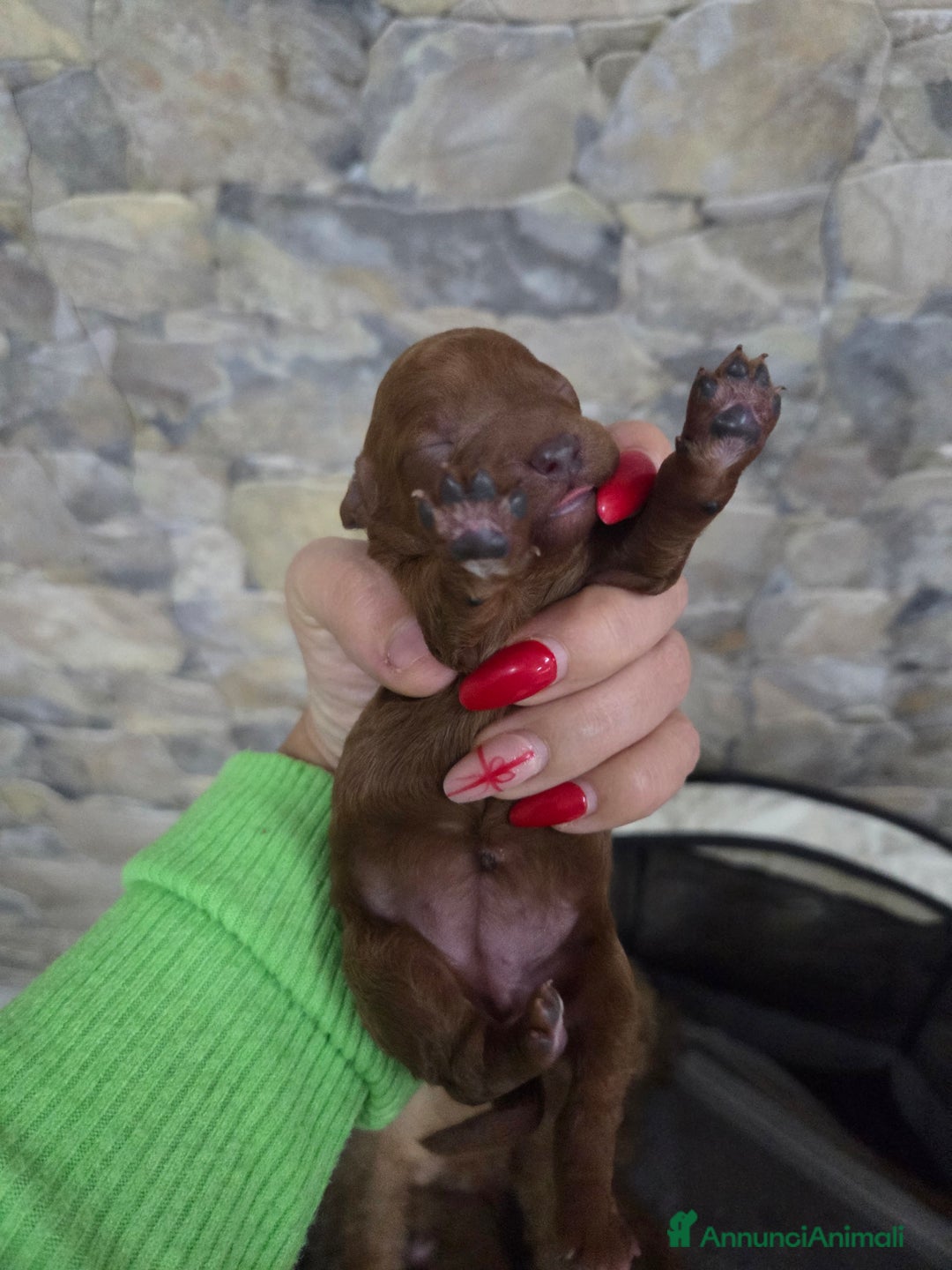 Barboncino cani in vendita: Barboncini red e albicocca  - Annuncio 3