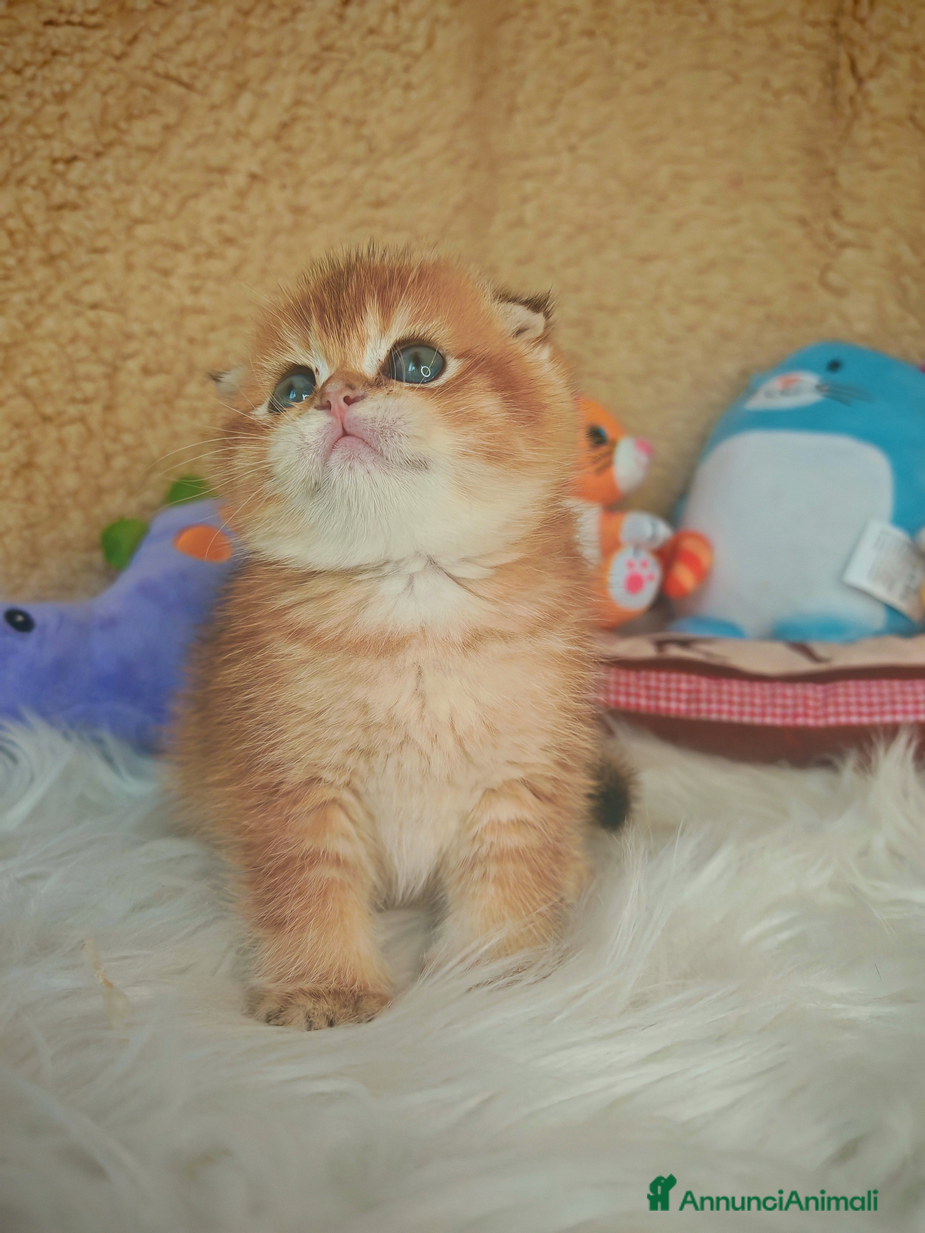 Scottish gatti Gattini Scottish Rossicci - Annuncio 18