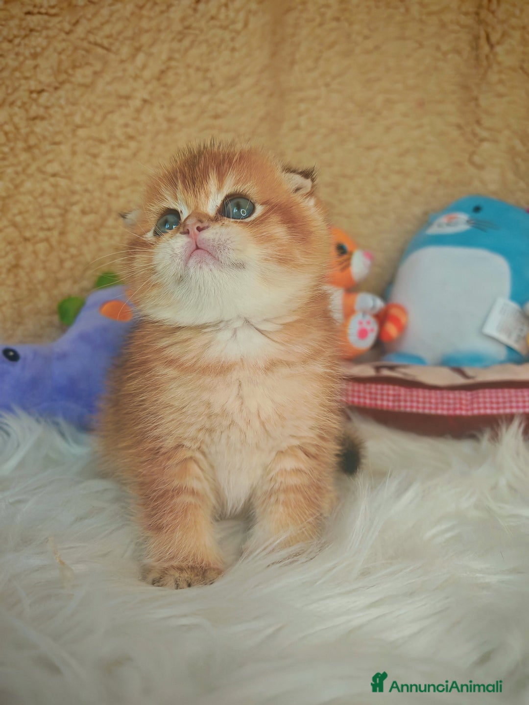 Scottish gatti in vendita: Gattini Scottish Rossicci - Annuncio 1