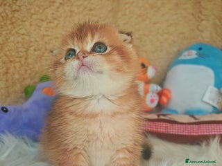 Scottish gatti Gattini Scottish Rossicci - Annuncio 1